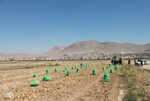  فعالیت  ۲۰ سردخانه فعال و تخصصی ذخیره سیب‌زمینی در شهرستان بروجن 