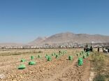  فعالیت  ۲۰ سردخانه فعال و تخصصی ذخیره سیب‌زمینی در شهرستان بروجن 