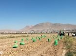 فعالیت  ۲۰ سردخانه فعال و تخصصی ذخیره سیبزمینی در شهرستان بروجن