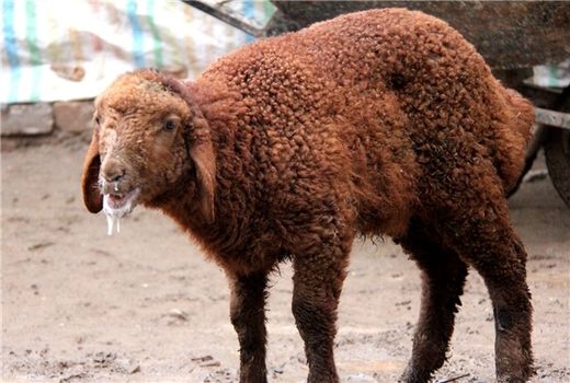 آشنایی و مقابله با بیماری تب برفکی در اهواز