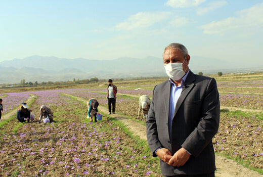 بناب جدید شهرستان مرند قطب زعفران شمالغرب کشور محسوب می‌شود
