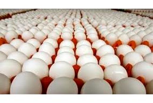 تولید 140 تن تخم مرغ به ارزش 12 میلیارد در جویبار