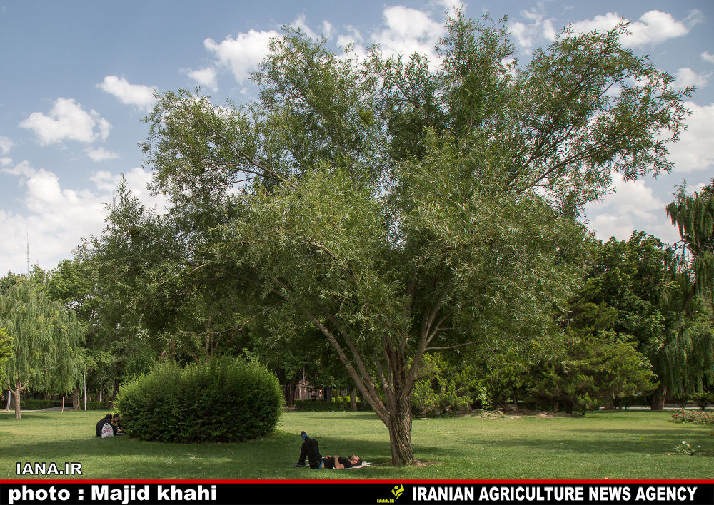 استراحت در فضای سبز شهری