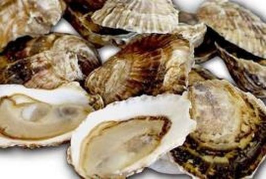 مجوز تکثیر و پرورش صدف خوراکی در استان بوشهر صادر شد 