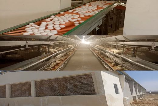 بهره‌برداری از بزرگترین واحد پرورش مرغ تخم‌گذار در کوار