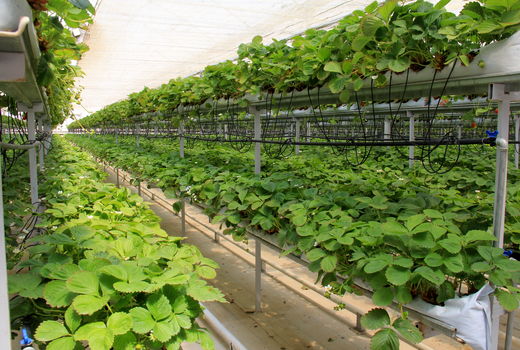 کسب رتبه برتر چهارمحال و بختیاری در پیشرفت طرح توسعه گلخانه‌ها