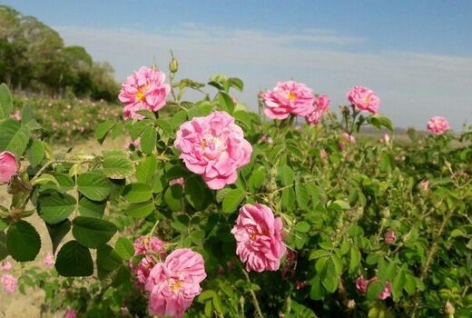 تولید بیش از 3 تن انواع گیاهان دارویی در شهرستان البرز 