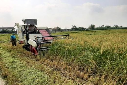 آماده باش 573 دستگاه کمباین برداشت برنج در محمودآباد/ برداشت مکانیزه 95 درصدی