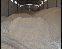 آغاز خرید تضمینی گندم کشاورزان اردستانی پس از 15 سال
