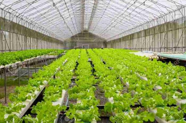 اشتغالزایی برای ۱۰۰ نفر در مجتمع گلخانه ای سربیشه