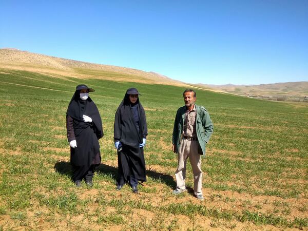 رصد و پایش مزارع غلات سورشجان