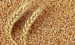 با فروشندگان دانه گندم  به جای  بذر برخورد قانونی می شود