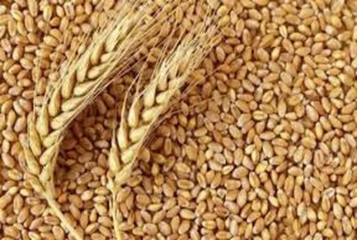 با فروشندگان دانه گندم  به جای  بذر برخورد قانونی می شود