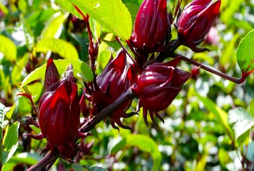  توسعه‌ی کشت چای ترش در خرمشهر