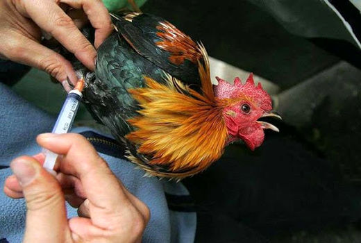 واکسینه 24 میلیون طیور بومی و روستایی علیه بیماری نیوکاسل در فاز بهاره 99