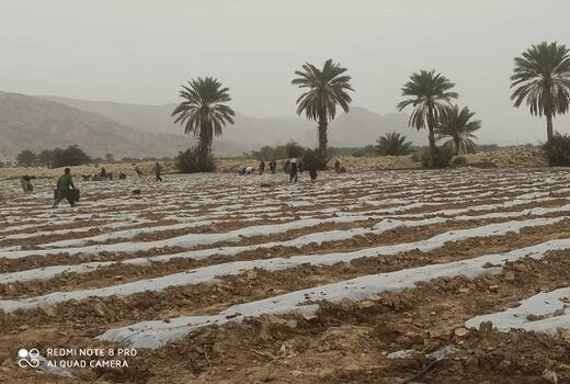 کاشت گوجه فرنگی در قیروکارزین ادامه دارد 