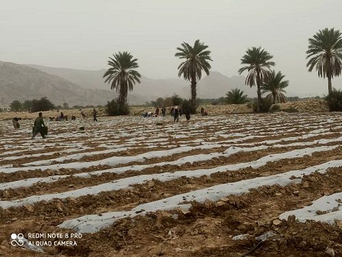 کاشت گوجه فرنگی در قیروکارزین ادامه دارد 