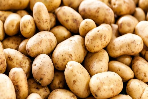 برداشت بیش از 850 هزار تن سیب‌زمینی تا پایان مهرماه