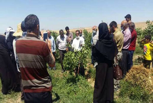 ارقام پسته احمد آقایی، اوحدی، فندقی و کرامتی با اقلیم منطقه آذربایجان شرقی سازگاری دارند 