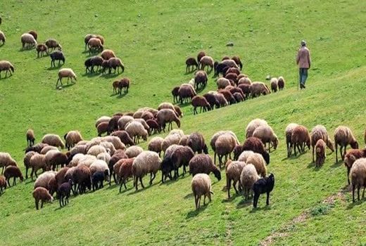 تولید بیش از 58 هزار تُن محصولات دامی توسط عشایر