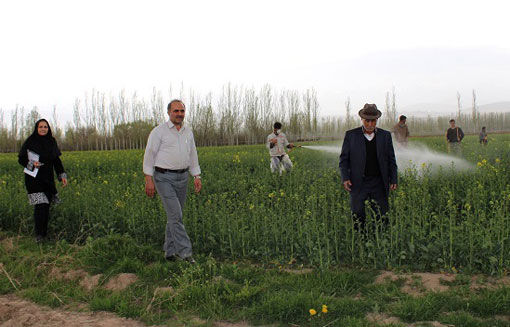 تاکید مدیر جهادکشاورزی شهرستان ویژه مرند بر لزوم پیشگیری و مدیریت آفت شته مومی کلزا