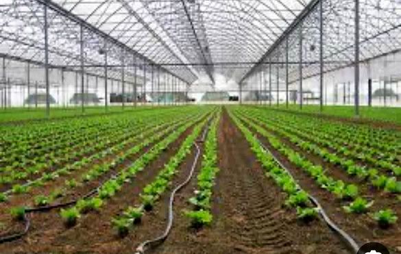 کشت‌های گلخانه‌ای یکی از راهکارهای مقابله با خشکسالی