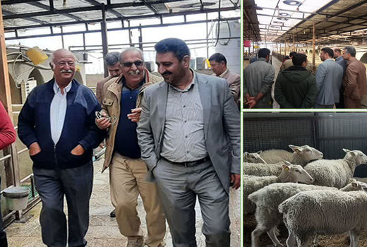 بازدید رئیس سازمان جهادکشاورزی استان ومسئولین  مراکز تحقیقاتی از چند واحد پرورش دام  نژادهای بومی 