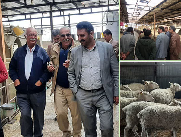 بازدید رئیس سازمان جهادکشاورزی استان ومسئولین  مراکز تحقیقاتی از چند واحد پرورش دام  نژادهای بومی 