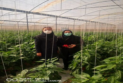 محصولات کشاورزی زرقان گواهی دار شدند 