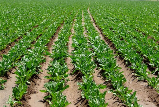 کشت چغندر قند در مرودشت آغاز شد