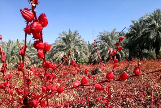 کاهش تولید چای ترش ایرانی به‌دلیل عدم ورود حقابه هیرمند