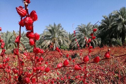 کاهش تولید چای ترش ایرانی به‌دلیل عدم ورود حقابه هیرمند