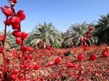 کاهش تولید چای ترش ایرانی به‌دلیل عدم ورود حقابه هیرمند