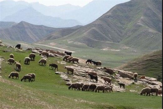 پروانه‌های چرای دام تا پایان سال 1400 تبدیل به طرح مرتع‌داری شود
