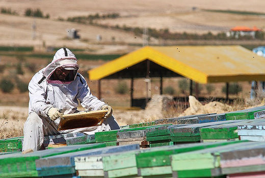 زنبورداری در خراسان‌شمالی 