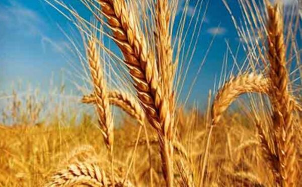 خرید تضمینی گندم در چهارمحال و بختیاری
