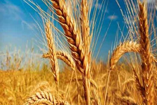 خرید تضمینی گندم در چهارمحال و بختیاری
