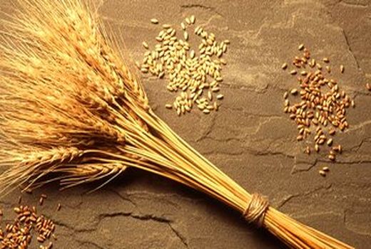 تولید دو هزار و ۶۰۰ تن بذر گواهی شده در چهارمحال و بختیاری