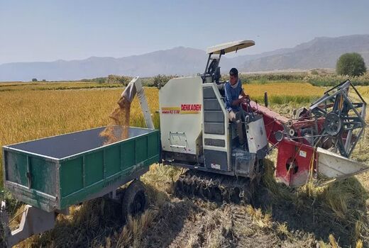 آغاز برداشت برنج کامفیروزی در مرودشت