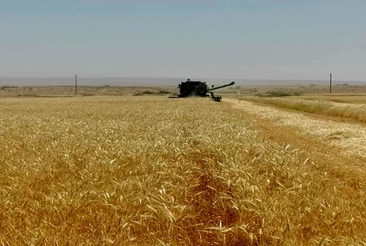 آغاز برداشت گندم استان ایلام در شهرستان دهلران