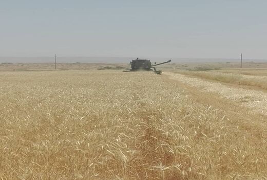 آغاز برداشت گندم استان ایلام در شهرستان دهلران