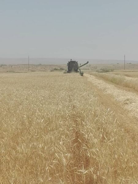 آغاز برداشت گندم استان ایلام در شهرستان دهلران