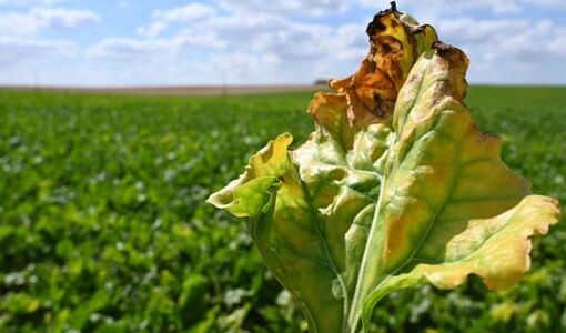 مدیریت تلفیقی؛ راهکار عبور از محدودیت کنترل بیماری‌های خاکزاد