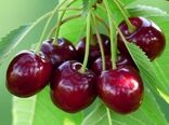 برداشت گیلاس از باغات چهارمحال و بختیاری