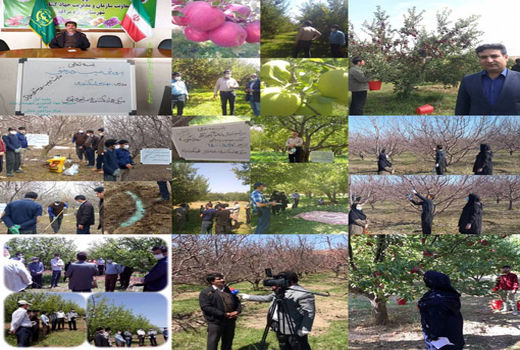 رتبه برتر مراغه در تولید و کیفیت سیب در استان 