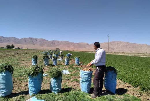 پیش بینی تولید 90 هزارتن هویج در اقلید