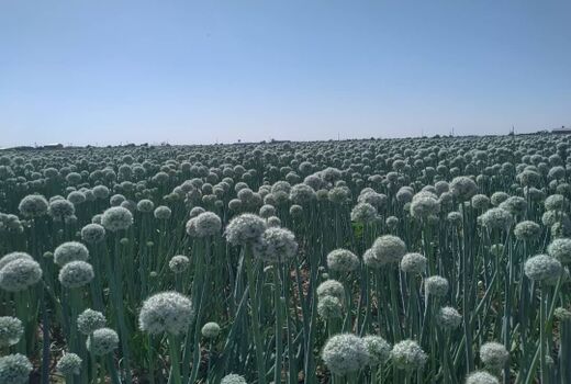 اختصاص ۲۶هکتار از مزارع کشاورزی شهرستان تاکستان به پیاز بذری