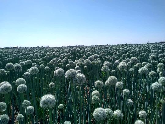 اختصاص ۲۶هکتار از مزارع کشاورزی شهرستان تاکستان به پیاز بذری