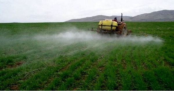 سمپاشی هزار و ۵۰۰ هکتار از گندم‌زارهای خراسان شمالی علیه آفت سن