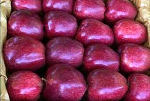 عدم مصرف ماده فنیل فنل بر روی محصولات صادراتی به کشور روسیه